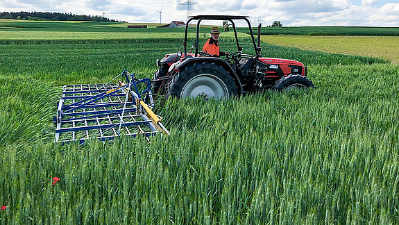 Treffler Agrartechnik Präzisions-Zinken-Striegel - Striegeln in hohem Getreide
